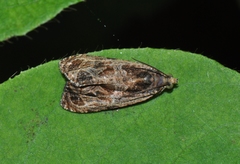 Olethreutes nigranum