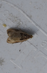 Olethreutes inornatana