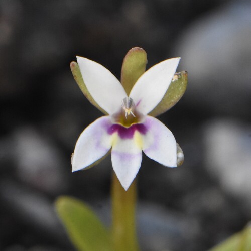 Great Basin downingia (Downingia laeta)