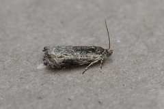 Olethreutes furfuranum