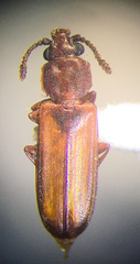 Pediacus