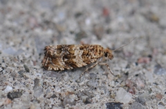 Olethreutes olivaceana