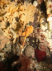 Pyura gibbosa