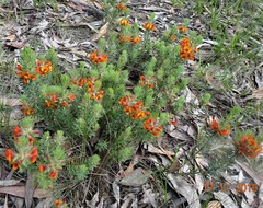 Pultenaea humilis
