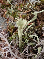 Cladonia deformis