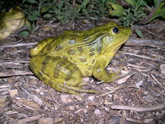 Lithobates chiricahuensis