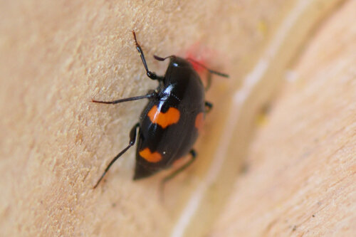 Orange-spotted Scaphidium photo 5