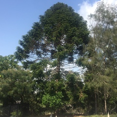 Araucaria bidwillii
