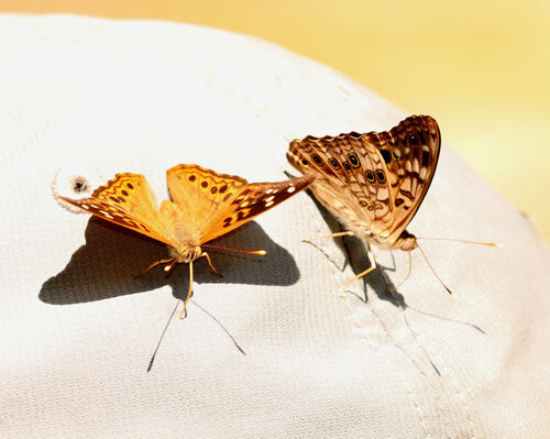 Hackberry emperor