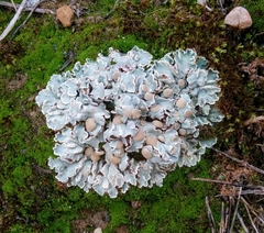 Squamarina lentigera