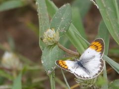 Colotis evagore