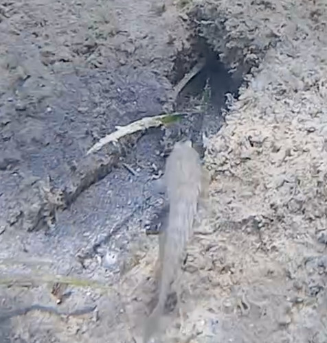 Gobius