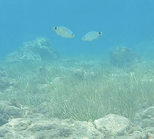Oblada melanurus