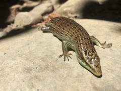 Dasia olivacea