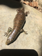 Dasia olivacea
