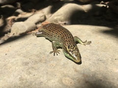 Dasia olivacea