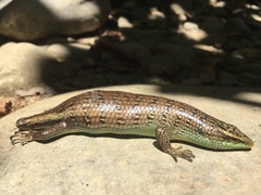 Dasia olivacea