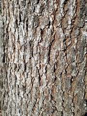 Quercus
