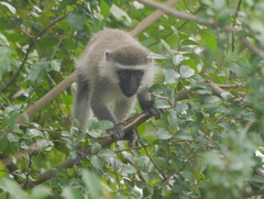 Chlorocebus tantalus