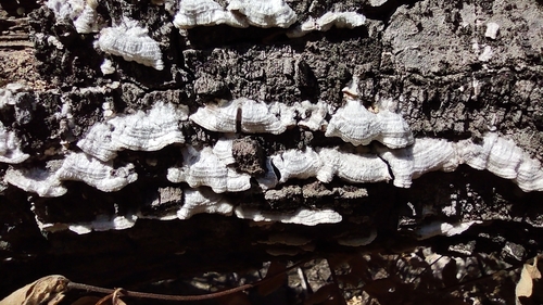 iNaturalist observation photo of Fungi Including Lichens
