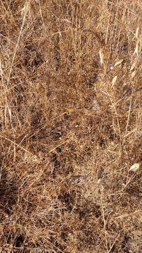 iNaturalist observation photo of Grass Skippers