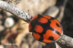 Botanochara angulata