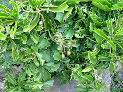 Cyphostemma quinatum