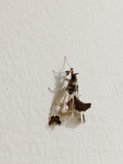 Neoleucinodes