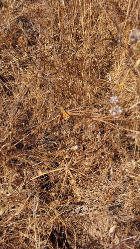 iNaturalist observation photo of skipper