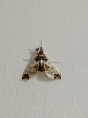 Neoleucinodes