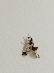 Neoleucinodes