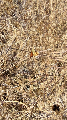 iNaturalist observation photo of Woodland Skipper