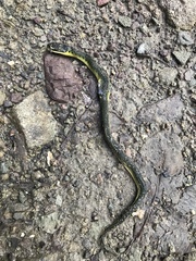 Erythrolamprus epinephalus