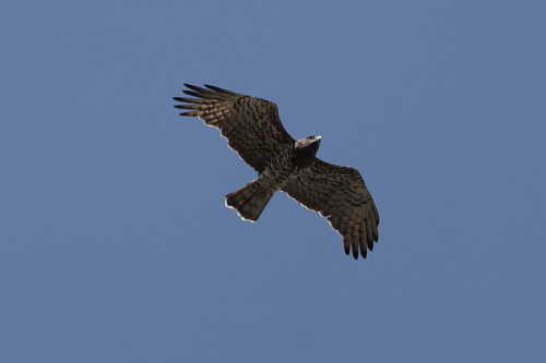 Short-toed Snake-Eagle