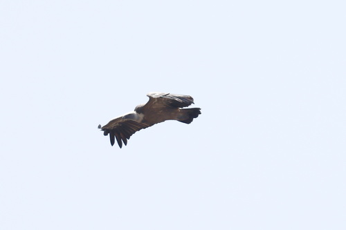 Eurasian Griffon