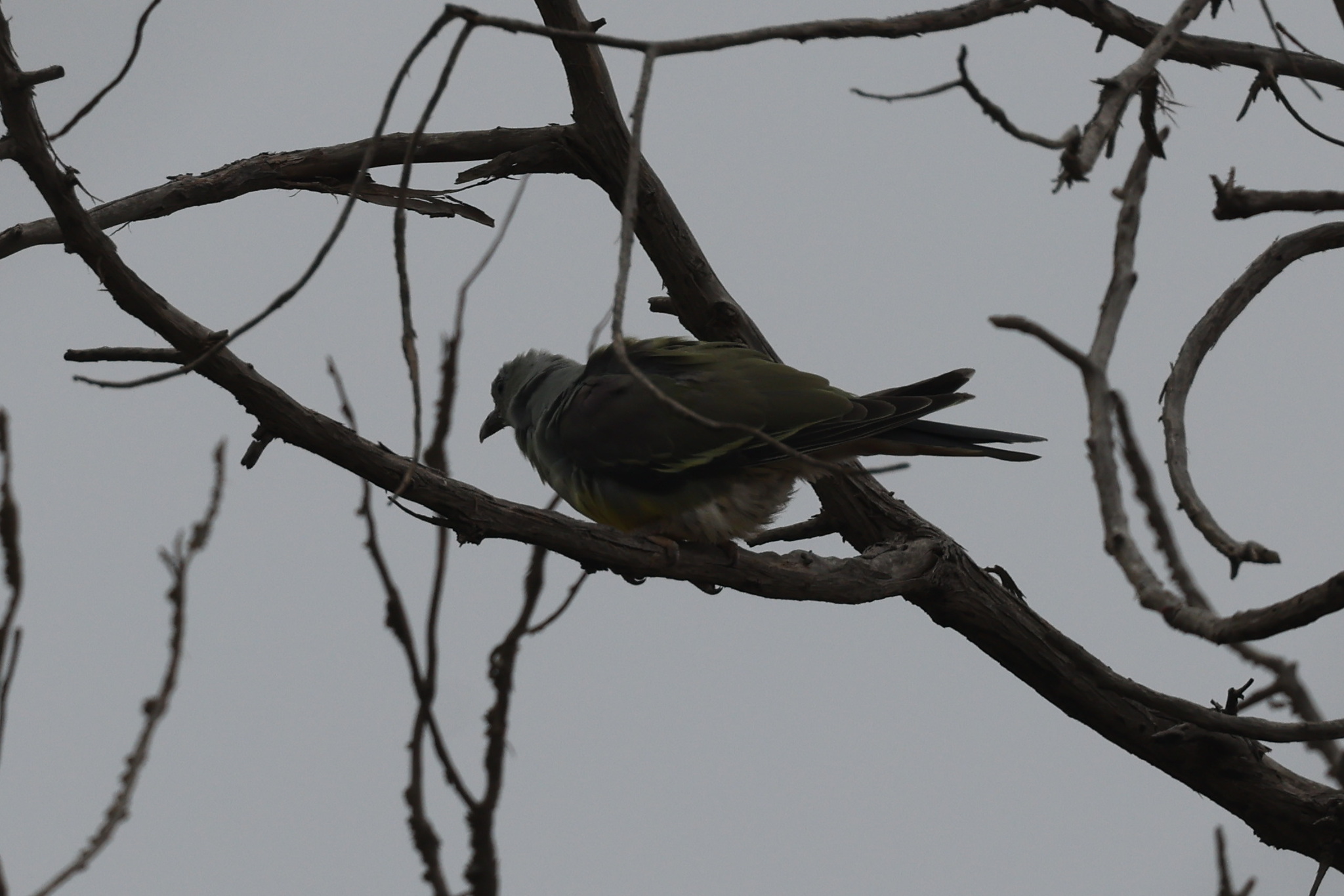 Bruce's Green Pigeon (Treron waalia), photo 7