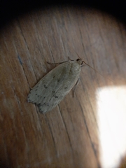 Phaeosaces coarctatella