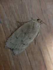 Phaeosaces coarctatella