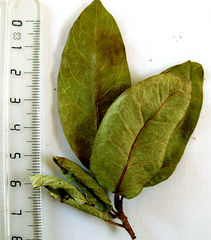 Ficus burtt-davyi