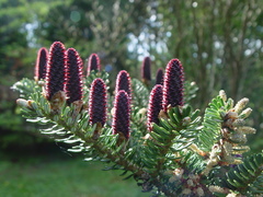 Abies koreana