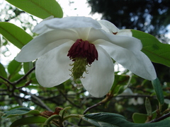 Magnolia sieboldii