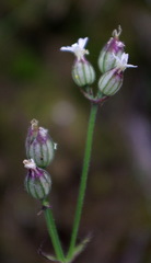 Silene taimyrensis