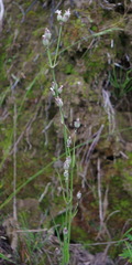 Silene taimyrensis