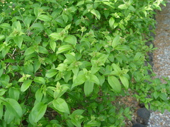 Zabelia mosanensis