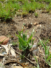 Ledebouria inquinata