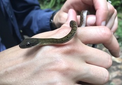 Dendrophidion clarkii