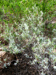 Pollichia campestris