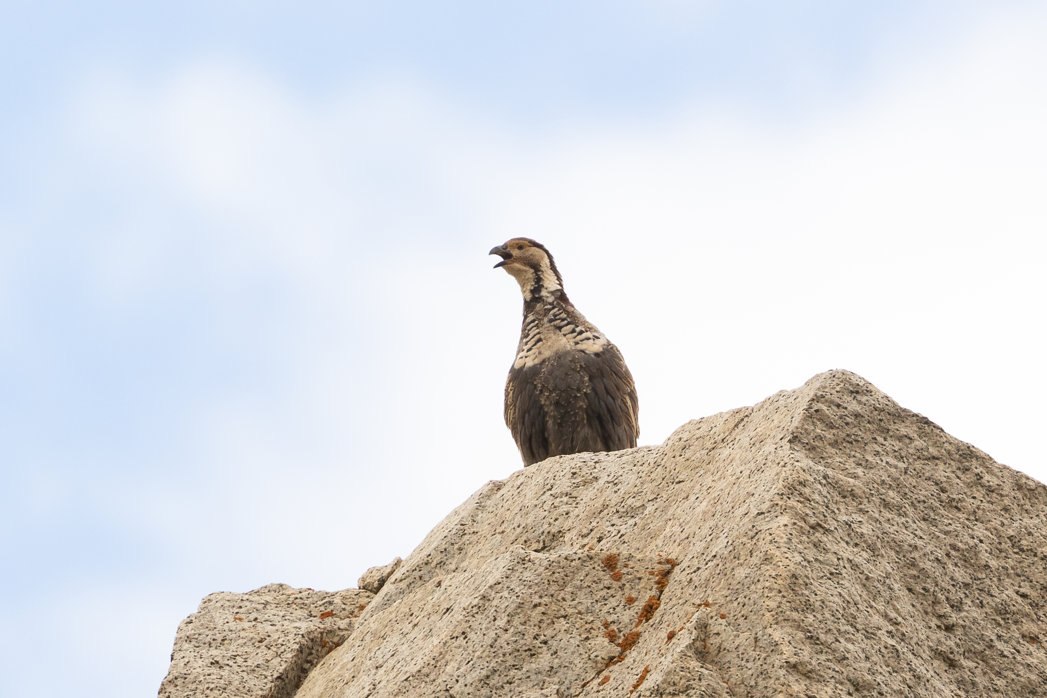 Himalayan Snowcock (Tetraogallus himalayensis), photo 3