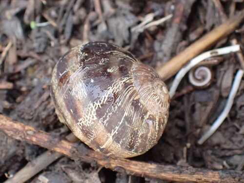 Cornu aspersum