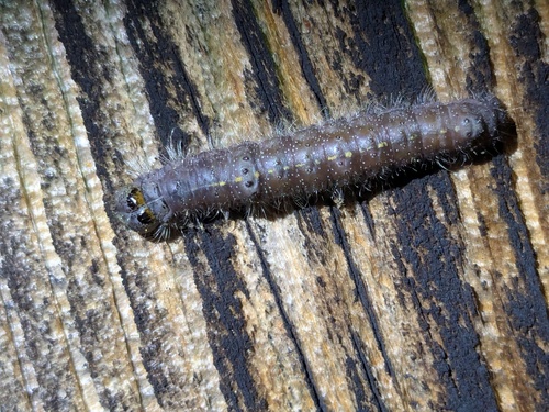 Nondescript Dagger photo 2